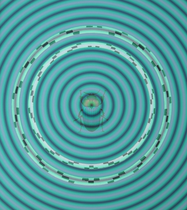 Mistkäfer 2 - Skarabaeus