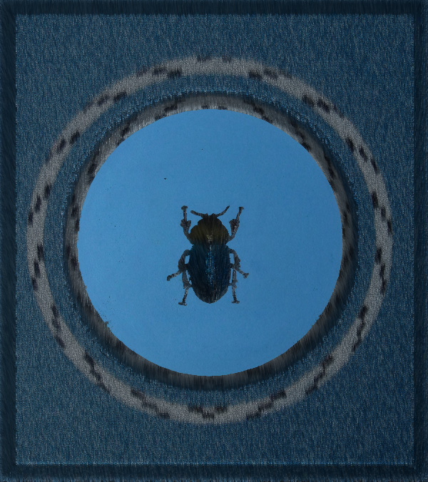 Mistkäfer 2 - Skarabaeus