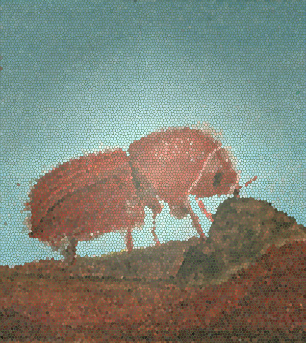 Scolytinae - Borkenkäfer