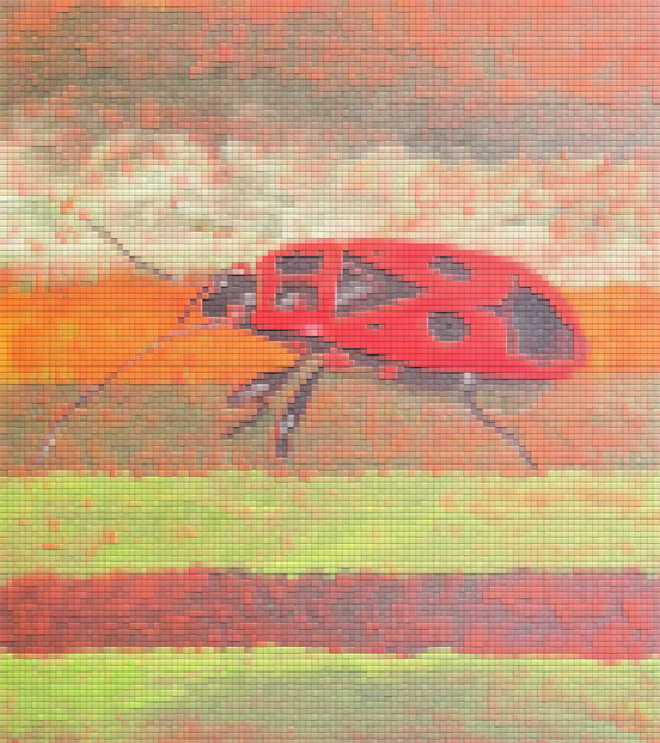 Pyrrhocoris apterus - Feuerwanze
