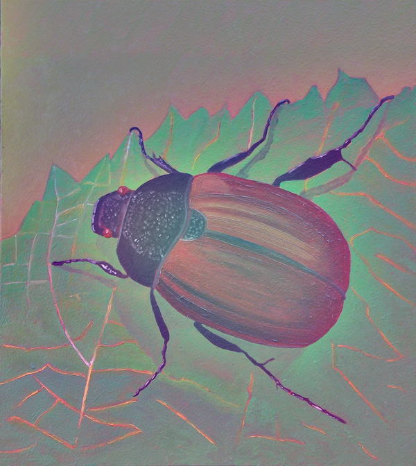 Anomala dubia - Kleiner Julikäfer