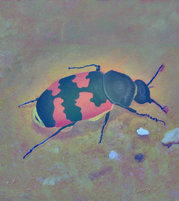 Nicrophorus vespillo - Gemeiner Totengräber