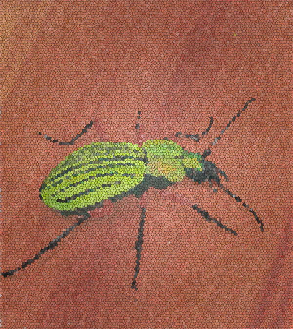 Laufkäfer