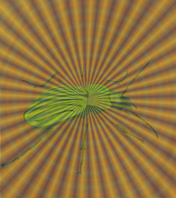 Laufkäfer