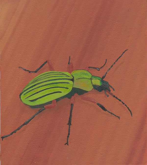 Laufkäfer