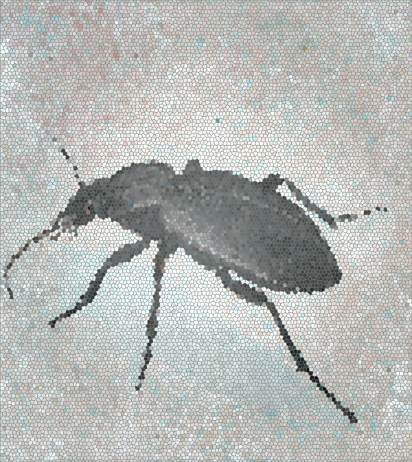 Carabus coriaceus - Lederlaufkäfer