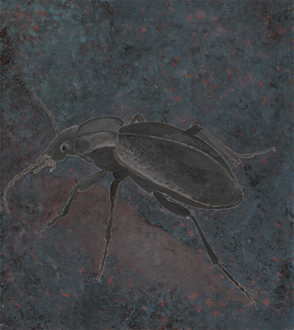 Carabus coriaceus - Lederlaufkäfer