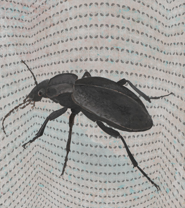 Carabus coriaceus - Lederlaufkäfer