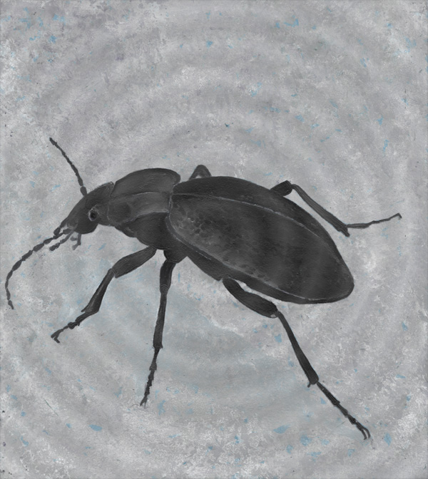 Carabus coriaceus - Lederlaufkäfer