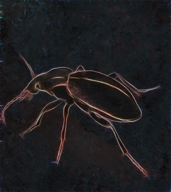 Carabus coriaceus - Lederlaufkäfer