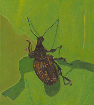 Gefurchter Dickmaulrüssler