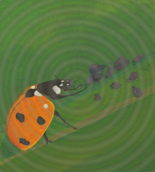 Coccinella septempunctata