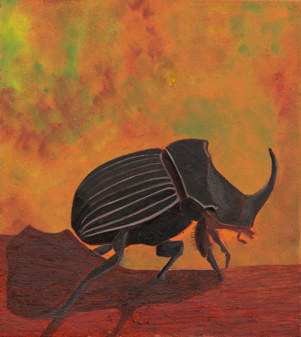 Copris lunaris - Mondhornkäfer