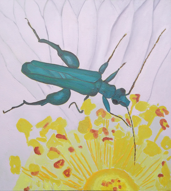 Oedemera-nobilis, Grüner Scheinbockkäfer