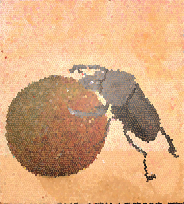 Mistkäfer - Skarabaeus